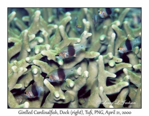 Girdled Cardinalfish