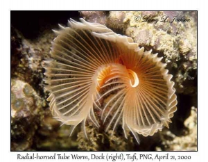 Radial-horned Tube Worm