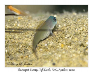 Blackspot Blenny