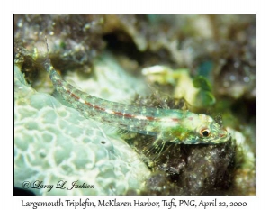 Largemouth Triplefin