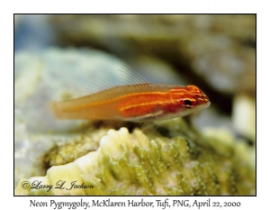 Neon Pygmygoby