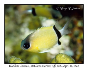 Blackbar Chromis