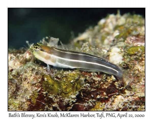 Bath's Blenny