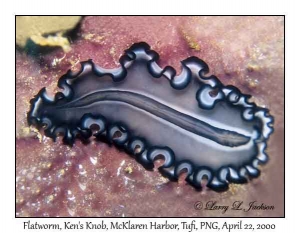 Flatworm