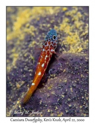 Caesiura Dwarfgoby