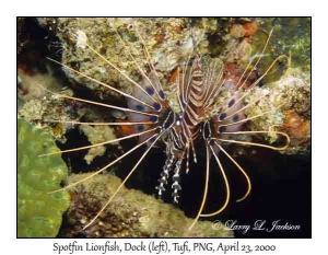 Spotfin Lionfish