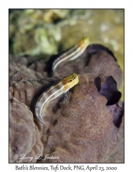 Bath's Blenny