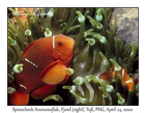 Spinecheek Anemonefish pair