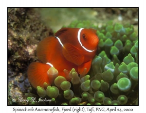 Spinecheek Anemonefish in Bubble-tip Sea Anemone