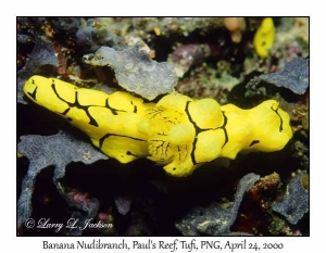 Banana Nudibranch