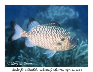 Shadowfin Soldierfish