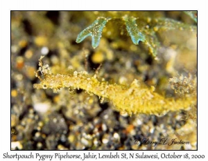 Shortpouch Pygmy Pipehorse