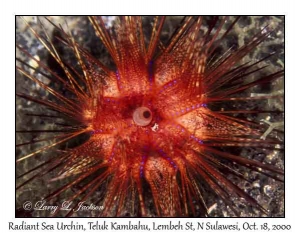 Radiant Sea Urchin