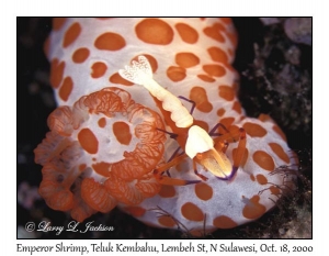 Emperor Shrimp on Red Bumpy Gymnodoris