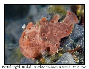 Painted Frogfish