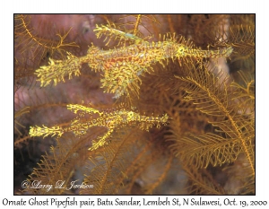 Ornate Ghost Pipefish pair