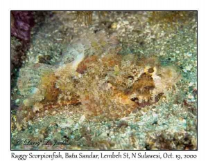 Raggy Scorpionfish