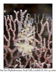 Sea Fan Phyllodesmium