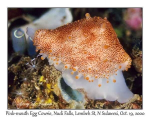 Pink-mouth Egg Cowrie