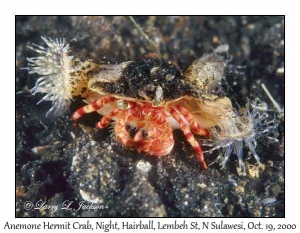 Anemone Hermit Crab @ night