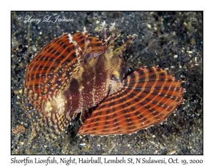 Shortfin Lionfish at night