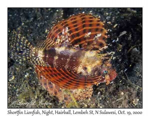 Shortfin Lionfish at night