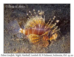 Zebra Lionfish @ night