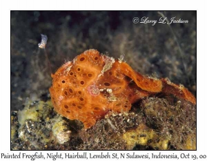 Painted Frogfish @ night