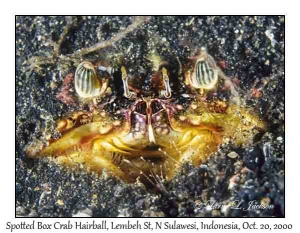 Spotted Box Crab