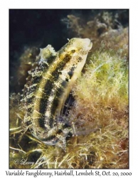 Variable Fangblenny