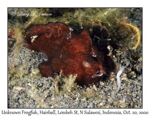 Unknown Frogfish