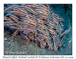 Striped Catfish