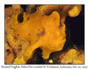 Painted Frogfish