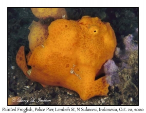 Painted Frogfish