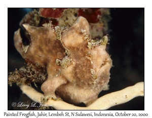 Painted Frogfish