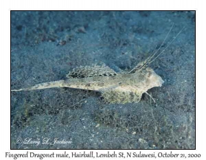 Fingered Dragonet male