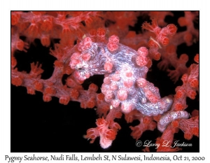 Pygmy Seahorse on Sea Fan