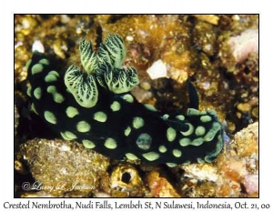 Crested Nembrotha