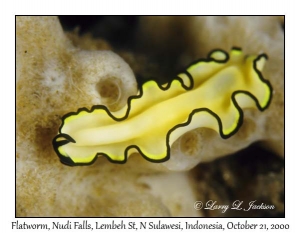 Flatworm