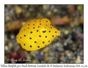 Yellow Boxfish juvenile