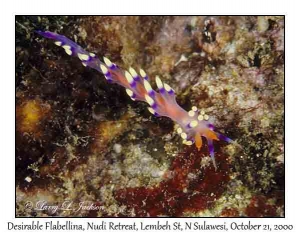 Desirable Flabellina