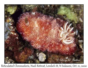 Reticulated Chromodoris