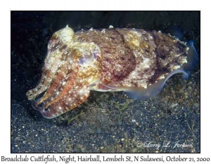 Broadclub Cuttlefish