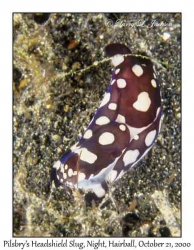 Pilsbry's Headshield Slug