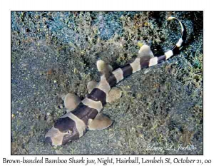 Brown-banded Bamboo Shark juvenile