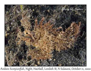 Ambon Scorpionfish @ night