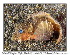 Painted Stingfish @ night