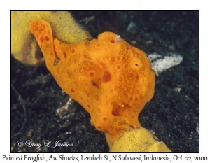 Painted Frogfish