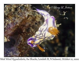 West Wind Hypselodoris