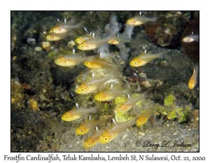 Frostfin Cardinalfish